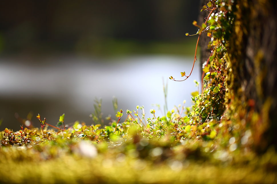 green grass on brown soil HD wallpaper